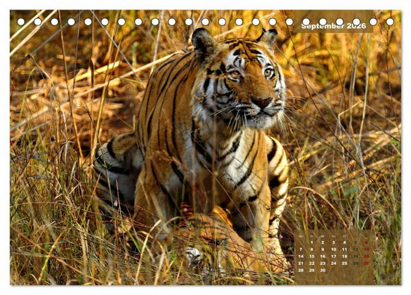 Produktbild: Wilde Tiere Indiens (Tischkalender 2026 DIN A5 quer), CALVENDO Monatskalender