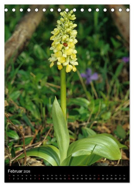 Produktbild: Wildwachsende Orchideen in Deutschland (Tischkalender 2026 DIN A5 hoch), CALVENDO Monatskalender