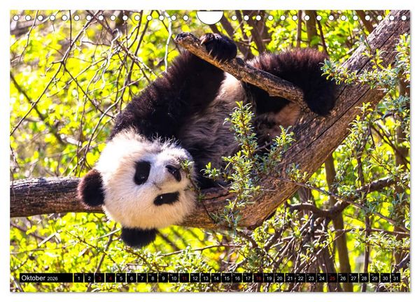 Produktbild: Pandab&auml;r Babys (Wandkalender 2026 DIN A4 quer), CALVENDO Monatskalender