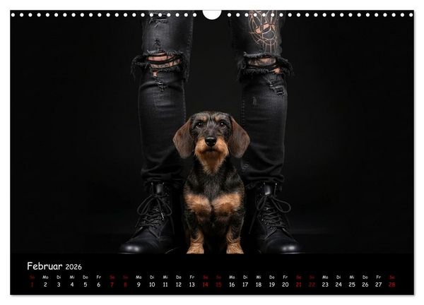 Produktbild: Coole Typen - Rauhaardackel (Wandkalender 2026 DIN A3 quer), CALVENDO Monatskalender