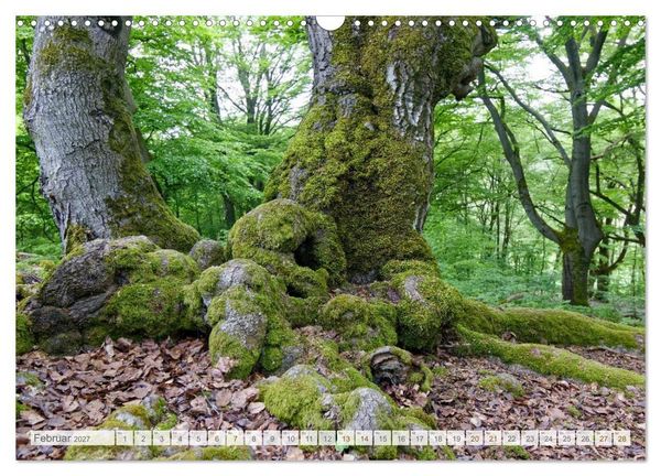 Produktbild: Hutewald Halloh - Baumriesen aus vergangenen Zeiten (Wandkalender 2027 DIN A3 quer), CALVENDO Monatskalender
