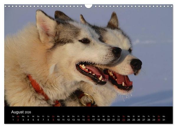 Produktbild: Huskys (Wandkalender 2026 DIN A3 quer), CALVENDO Monatskalender