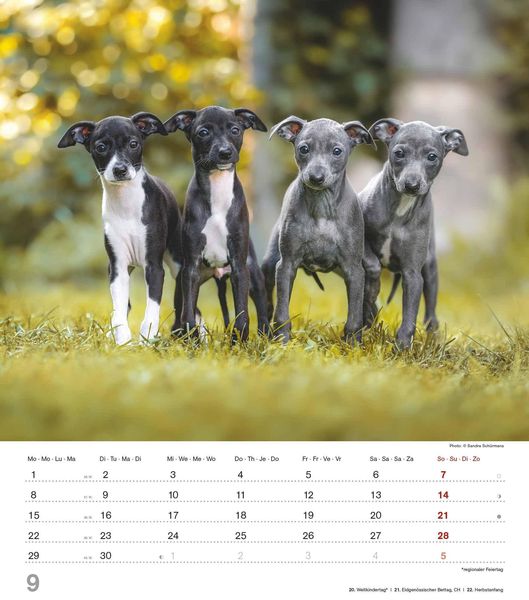 Niedliche Hundekinder 2025 WandKalender TierKalender 30x34