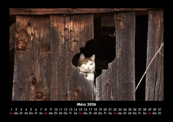 Produktbild: F&uuml;r Katzenfreunde 2026 Fotokalender DIN A3