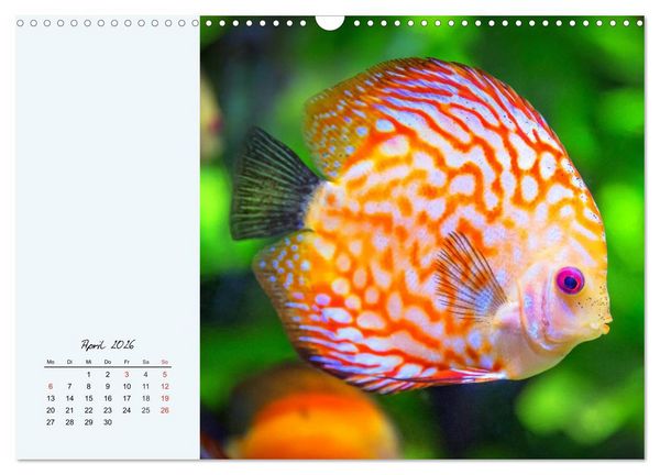 Produktbild: Diskusfische. Die bezaubernden Lieblinge vieler Aquarianer (Wandkalender 2026 DIN A3 quer), CALVENDO Monatskalender