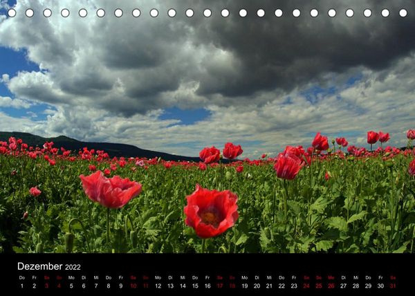 Produktbild: Mohnbl&uuml;te in Germerode (Tischkalender 2022 DIN A5 quer)