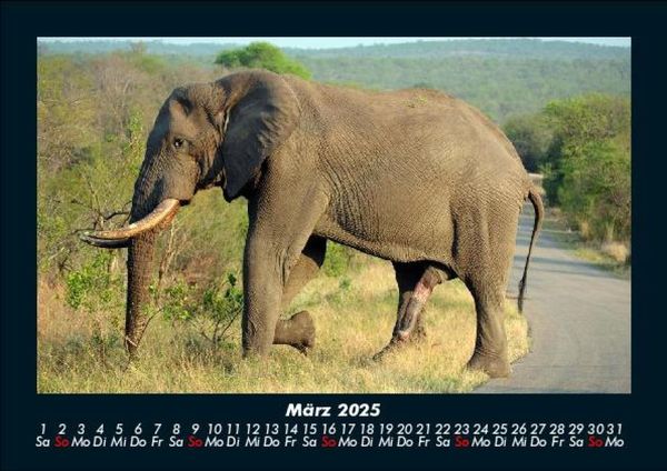 Produktbild: Elefanten - Die sanften Riesen Afrikas 2025 Fotokalender DIN A5
