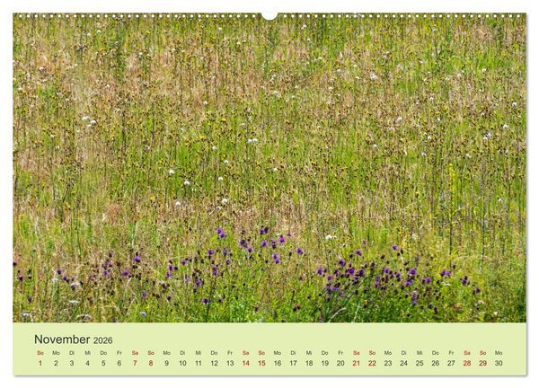 Produktbild: Wilde Blumen - ein Spaziergang durch die Natur (hochwertiger Premium Wandkalender 2026 DIN A2 quer), Kunstdruck in Hochglanz