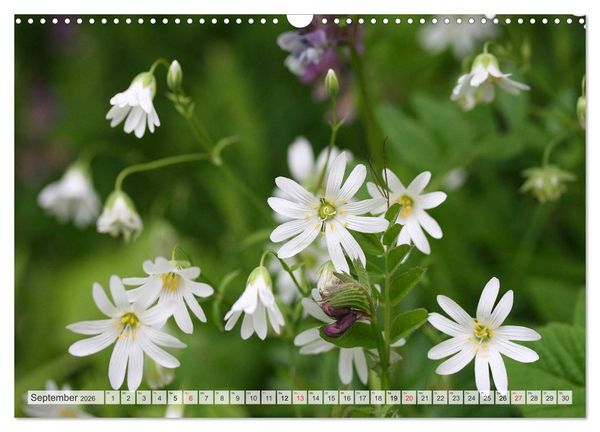 Produktbild: Bl&uuml;tentanz in Wei&szlig; (Wandkalender 2026 DIN A3 quer), CALVENDO Monatskalender