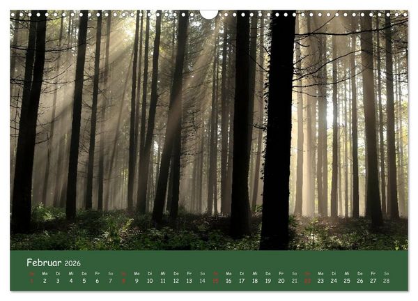 Produktbild: Lichter im Wald (Wandkalender 2026 DIN A3 quer), CALVENDO Monatskalender