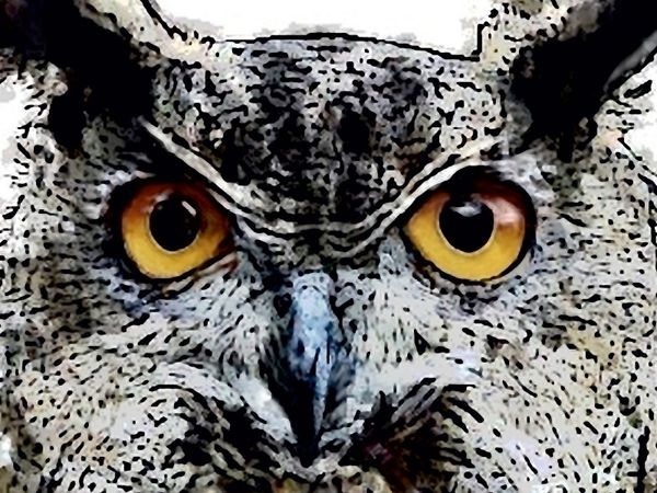 Produktbild: CALVENDO Puzzle Krafttier Eule - Der Adler der Nacht 1000 Teile Puzzle quer | 1000 Teile Lege-Gr&ouml;&szlig;e 64 &times; 48 cm Foto-Puzzle f&uuml;r gl&uuml;ckliche Stunden