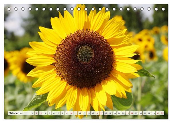 Produktbild: Herzensblumen (Tischkalender 2027 DIN A5 quer), CALVENDO Monatskalender
