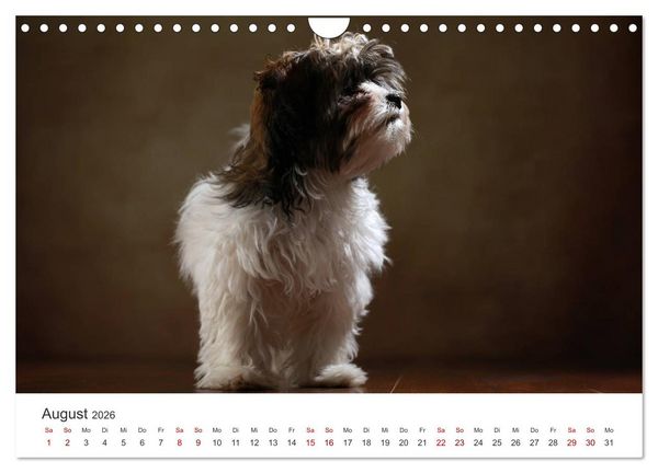 Produktbild: Welpenblicke (Wandkalender 2026 DIN A4 quer), CALVENDO Monatskalender