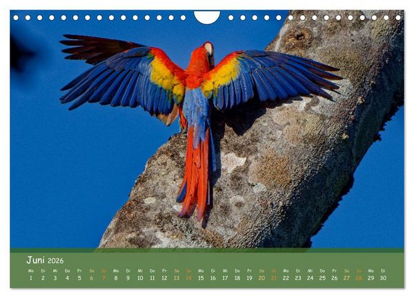 Produktbild: Hellrote Aras (Wandkalender 2026 DIN A4 quer), CALVENDO Monatskalender