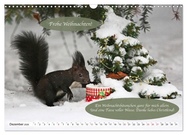 Produktbild: Eichh&ouml;rnchen - Lustige Kurzgeschichten mit den quirligen Wildtieren (Wandkalender 2026 DIN A3 quer), CALVENDO Monatskalender