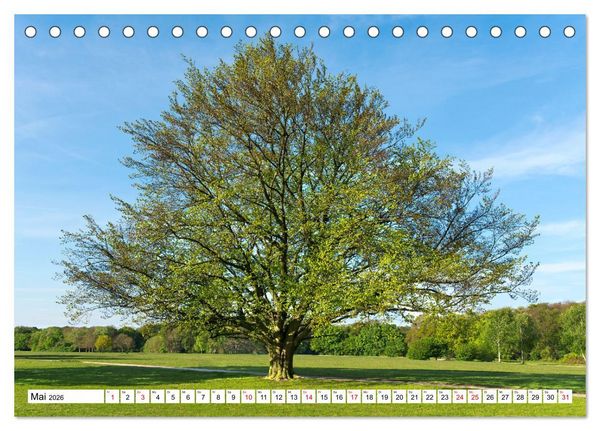 Produktbild: Die Buche: 12 Baumportr&auml;ts (Tischkalender 2026 DIN A5 quer), CALVENDO Monatskalender