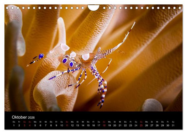 Produktbild: Abgetaucht - an den K&uuml;sten vor Cura&ccedil;ao (Wandkalender 2026 DIN A4 quer), CALVENDO Monatskalender
