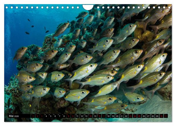 Produktbild: Malediven - Die bunte Unterwasserwelt (Wandkalender 2026 DIN A4 quer), CALVENDO Monatskalender