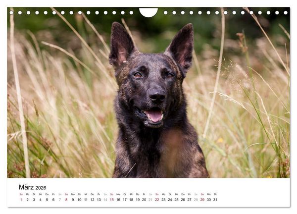 Produktbild: ausdrucksvolle Holl&auml;ndische Sch&auml;ferhunde (Wandkalender 2026 DIN A4 quer), CALVENDO Monatskalender
