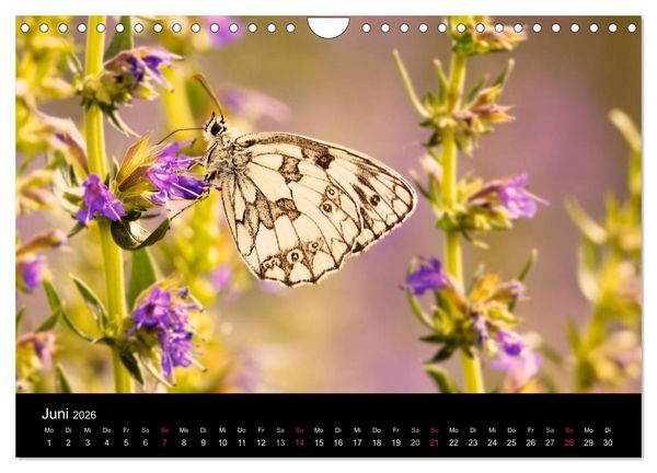 Produktbild: Heimische Schmetterlinge (Wandkalender 2026 DIN A4 quer), CALVENDO Monatskalender