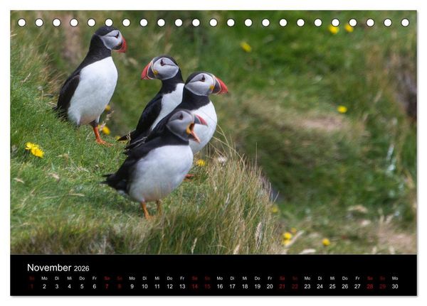 Produktbild: Puffins - V&ouml;gel des Nordens (Tischkalender 2026 DIN A5 quer), CALVENDO Monatskalender
