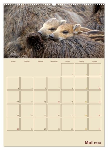 Produktbild: Wildschweine (hochwertiger Premium Wandkalender 2026 DIN A2 hoch), Kunstdruck in Hochglanz