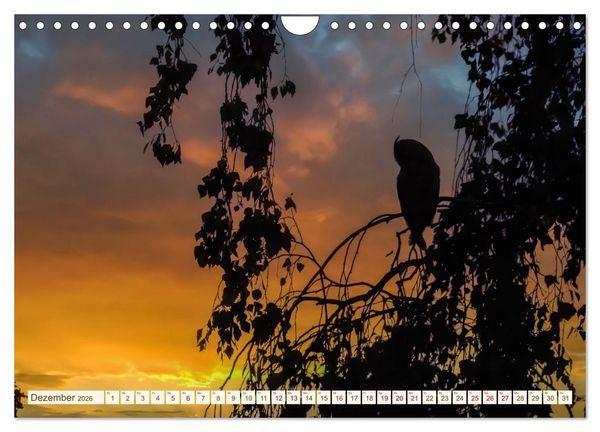 Produktbild: Eulen in Franken (Wandkalender 2026 DIN A4 quer), CALVENDO Monatskalender