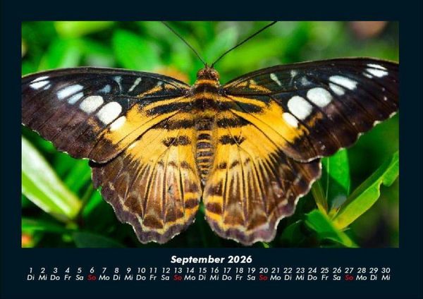 Produktbild: Bunte Pracht der Schmetterlinge 2026 Fotokalender DIN A4
