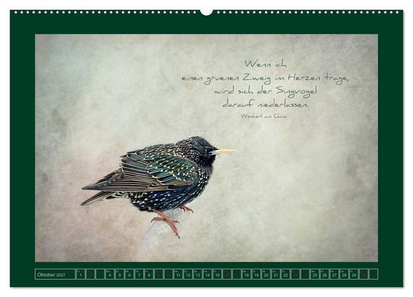 Produktbild: Stare und Weisheiten (Wandkalender 2027 DIN A2 quer), CALVENDO Monatskalender