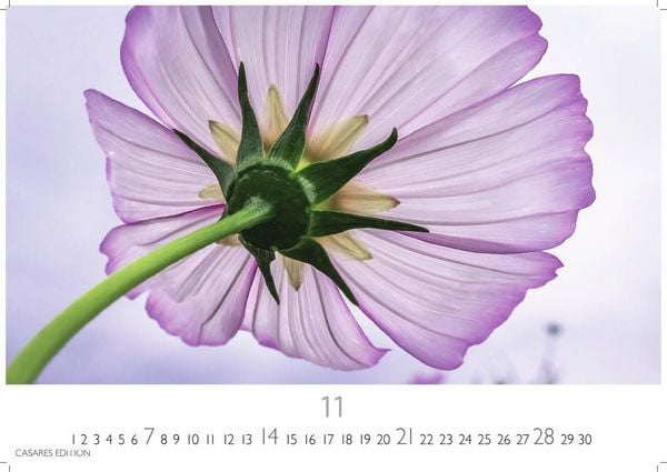 Produktbild: Flower Fantasy Kalender 2027 &ndash; Wandkalender | Fotokalender Naturkalender | Blumenkalender | 24x35cm - Wundersch&ouml;ne Blumenfotos in bestechender &Auml;sthetik