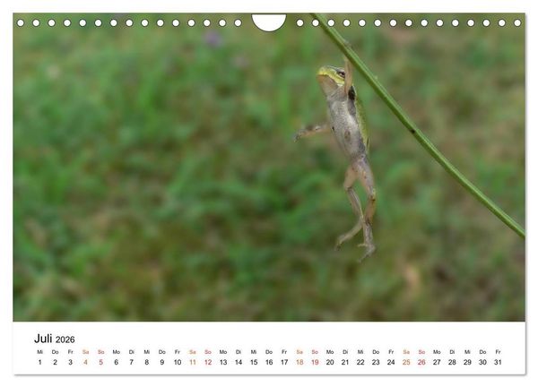 Produktbild: Besucher im Garten - Laubfr&ouml;sche (Wandkalender 2026 DIN A4 quer), CALVENDO Monatskalender