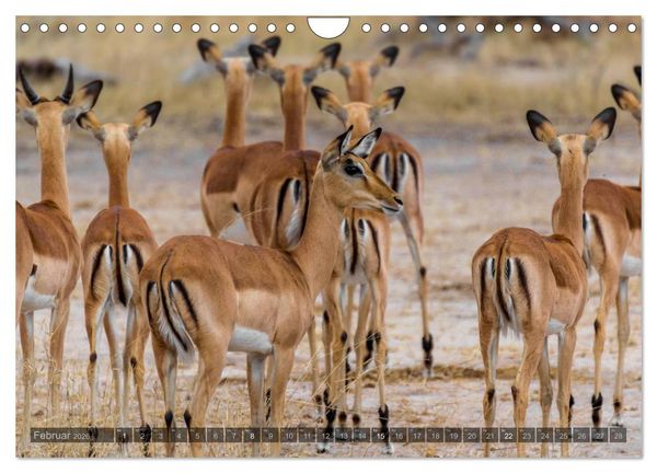 Produktbild: S&uuml;dafrika - Die Tierwelt (Wandkalender 2026 DIN A4 quer), CALVENDO Monatskalender
