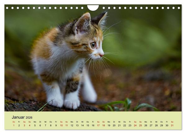 Produktbild: Junge Katzen im Wald (Wandkalender 2026 DIN A4 quer), CALVENDO Monatskalender
