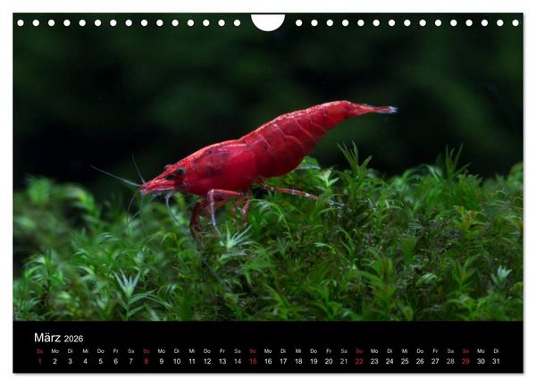 Produktbild: Zwerggarnelen - gepanzerte Juwelen im Aquarium (Wandkalender 2026 DIN A4 quer), CALVENDO Monatskalender