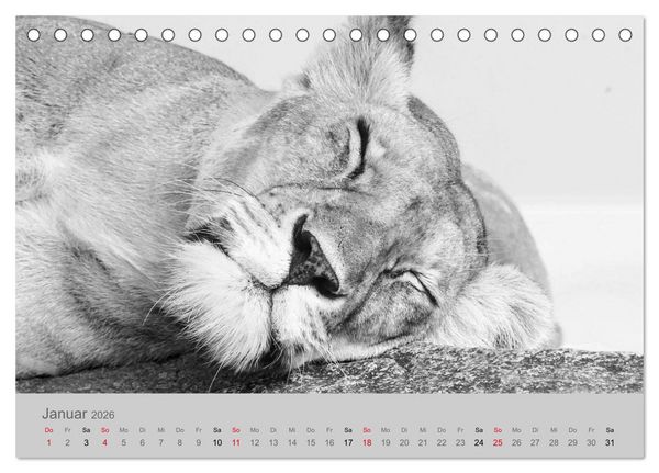 Produktbild: Die Seelen der wilden Tiere (Tischkalender 2026 DIN A5 quer), CALVENDO Monatskalender