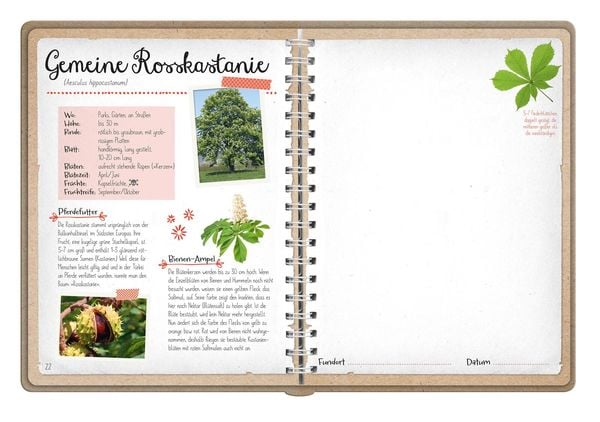 Produktbild: Naturforscher-Kids &ndash; Bl&uuml;ten und Bl&auml;tter entdecken und sammeln