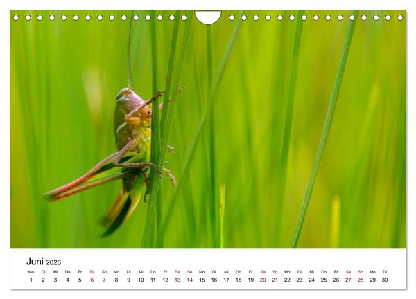Produktbild: Oberbayerischer Insekten Kalender (Wandkalender 2026 DIN A4 quer), CALVENDO Monatskalender