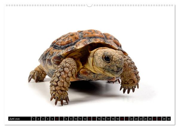 Produktbild: Amphibien und Reptilien (Wandkalender 2026 DIN A2 quer), CALVENDO Monatskalender