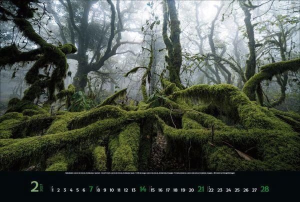 Produktbild: Magische W&auml;lder 2027