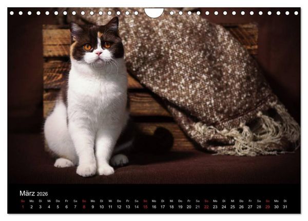 Produktbild: Schokoladige Britisch Kurzhaar Katzen (Wandkalender 2026 DIN A4 quer), CALVENDO Monatskalender