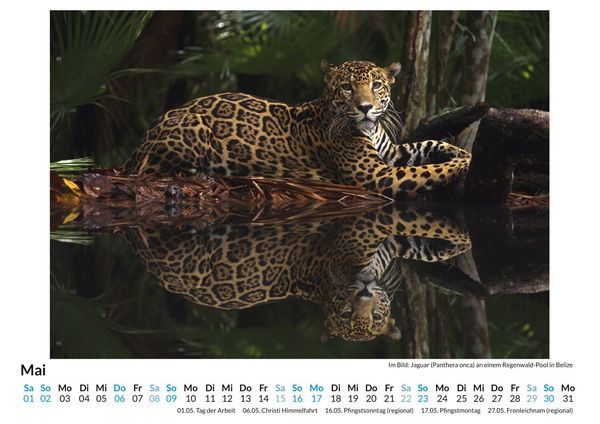 Produktbild: Jaguar