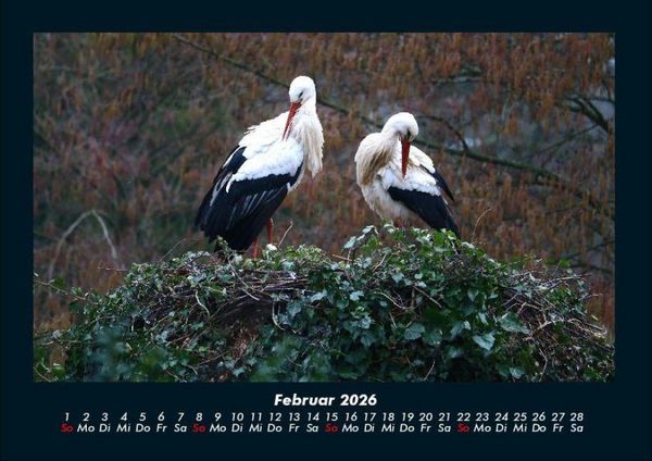 Produktbild: V&ouml;gel 2026 Fotokalender DIN A4
