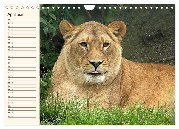 Produktbild: L&ouml;wen (Wandkalender 2026 DIN A4 quer), CALVENDO Monatskalender
