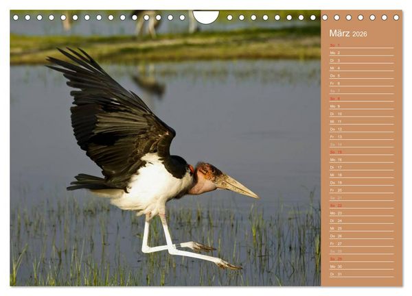 Produktbild: Afrika - Faszinierende Tierwelt (Wandkalender 2026 DIN A4 quer), CALVENDO Monatskalender
