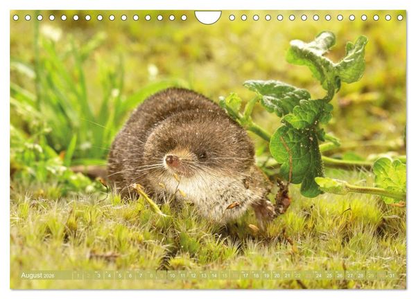 Produktbild: Zauberhafte M&auml;use: Von wegen nur Grau (Wandkalender 2026 DIN A4 quer), CALVENDO Monatskalender