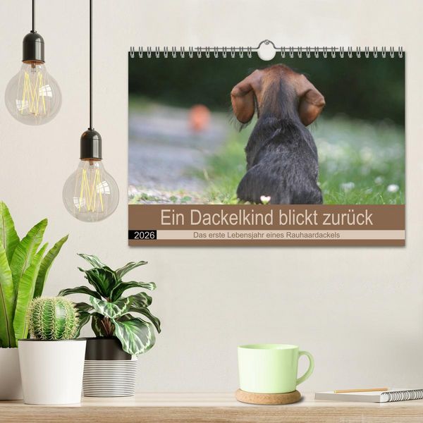 Produktbild: Ein Dackelkind blickt zur&uuml;ck (Wandkalender 2026 DIN A4 quer), CALVENDO Monatskalender