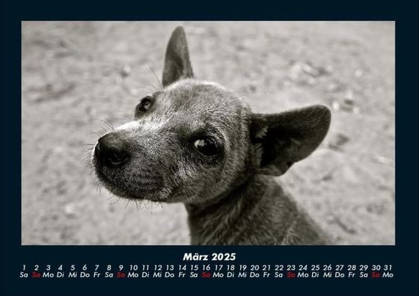 Produktbild: Welpen 2025 Fotokalender DIN A4