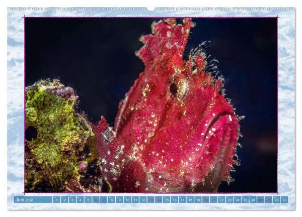 Produktbild: Farbenpracht unter Wasser (Wandkalender 2026 DIN A2 quer), CALVENDO Monatskalender