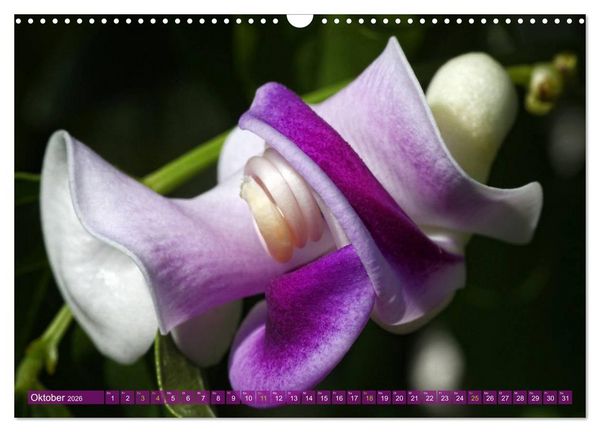 Produktbild: Flower Power - Zauberhafte K&uuml;belpflanzen (Wandkalender 2026 DIN A3 quer), CALVENDO Monatskalender