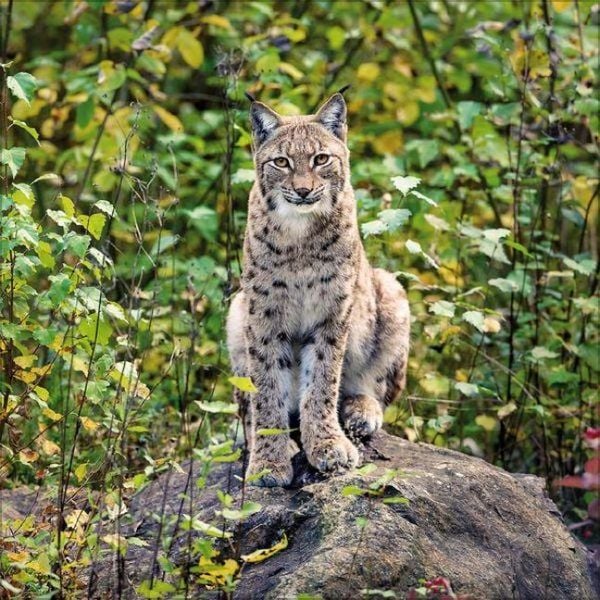 Produktbild: Big Cats 2027